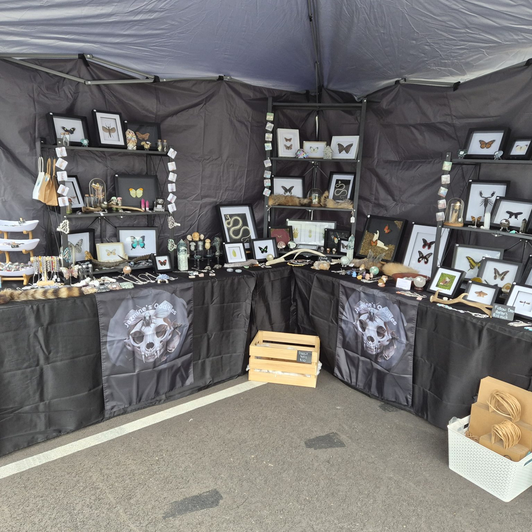 You are currently viewing Jazmine’s Oddities